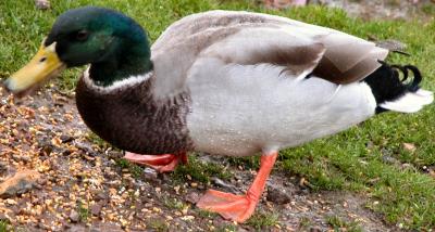 Male Mallard