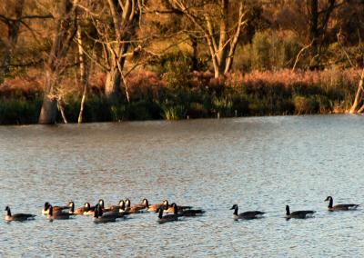 Whitlinham Broad Norwich