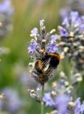 In The Lavender.
