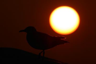 bird against sunrise