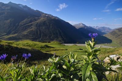 Alpine Flowers