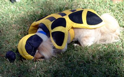 bumblebee dog 5 GPW