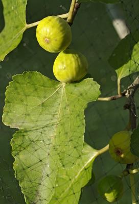 figs Genoa