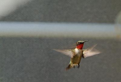 rubythroat hummingbird 61