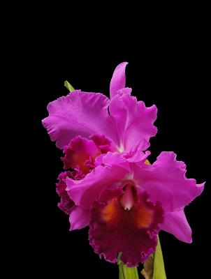 blc mem Crispen Rosales 'Carmela' 02