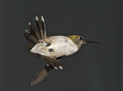 hummingbird 64