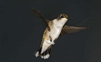 hummingbird 66