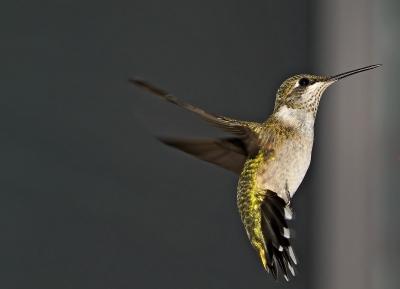 hummingbird 73