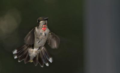 rubythroat hummingbird 65