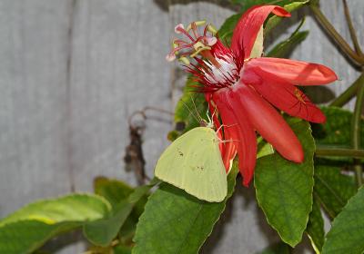 orange sulphur on passion flower