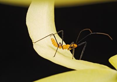 Milkweed Assassin Bug on BLC orchid 01