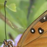 gulf fritillary 09 detail