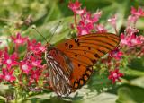 gulf fritillary 20