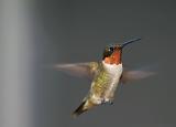 rubythroat hummingbird 62