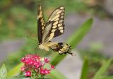 giant swallowtail 06