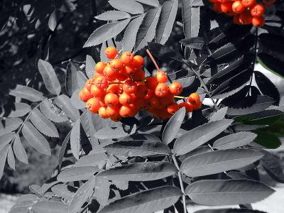 Rowanberry