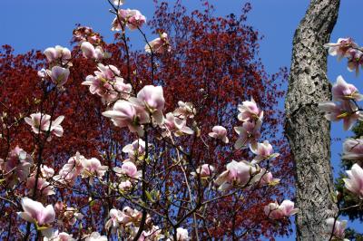 The Tulips and the Tree