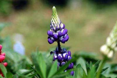 v3/90/490890/3/44613712.DSC_0012ll.jpg