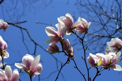 Tree of Tulips