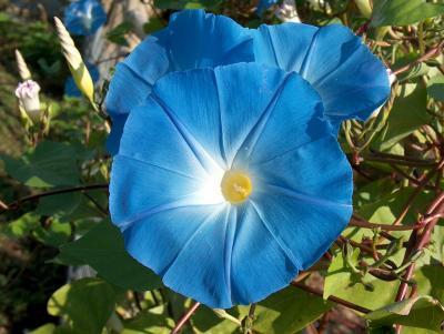 Morning Glory of Watch Hill