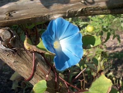 Petals and Wood