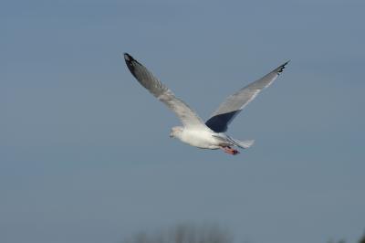 On the Wing