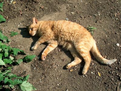 Catching Rays
