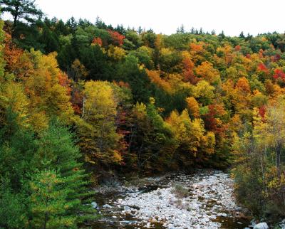 Images of foliage from New England