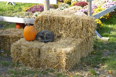 Farm Kitty