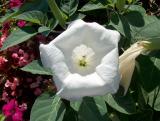 Whiteflower