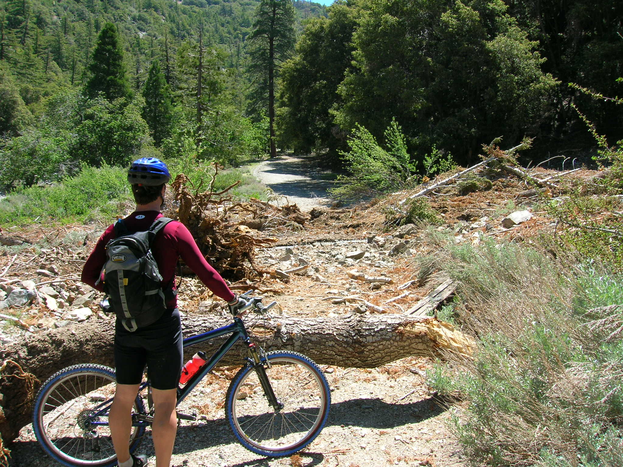 Avalanche Damage - Big Rock Creek Road