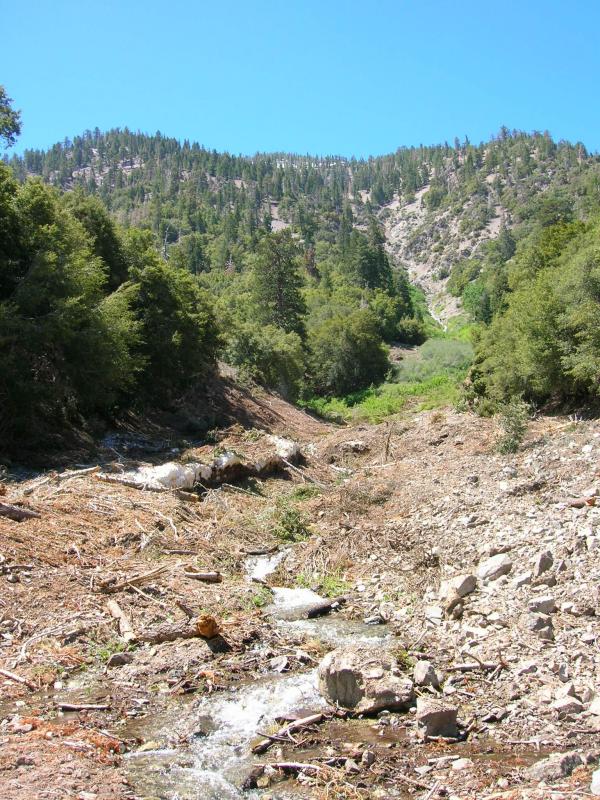 Avalanche Damage - Big Rock Creek Road