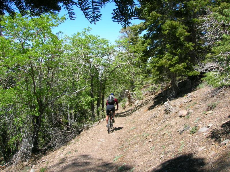 Upper Jackson Lake Trail