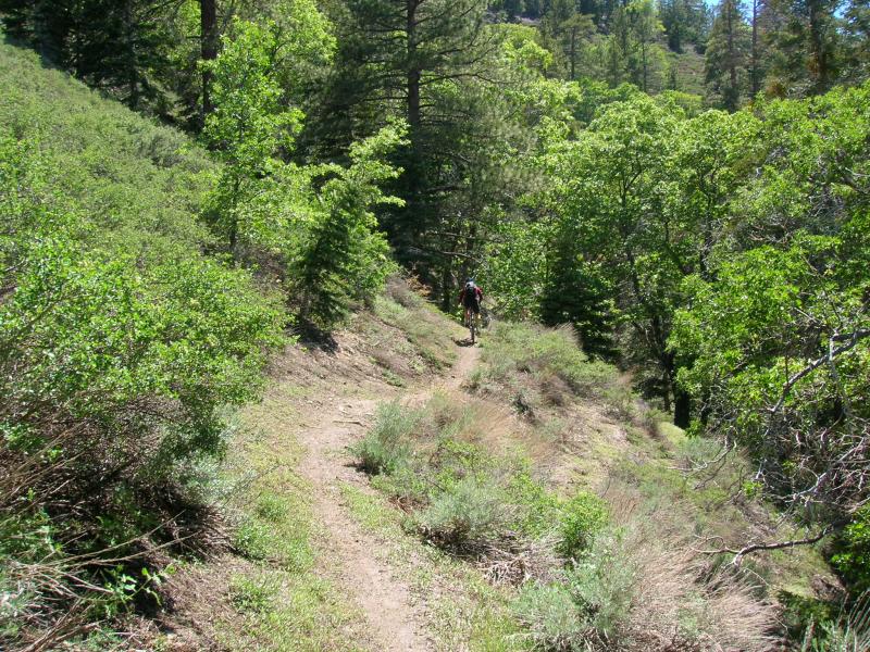 Jackson Lake Trail