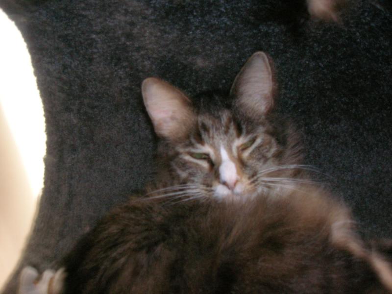 Sleepy Kitty