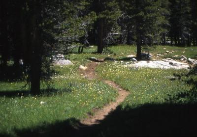 Meadow along the Piute Pass Trail
