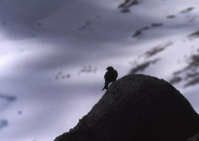 Bird on Spire Peak
