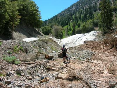 Avalanche Damage - Big Rock Creek Road