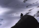 Bird on Spire Peak