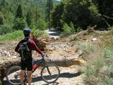 Avalanche Damage - Big Rock Creek Road