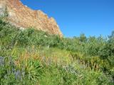 Wildflower Garden