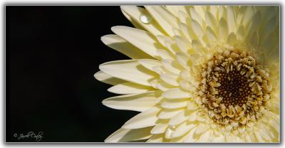 half-flower.jpg
