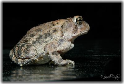 night-toad.jpg