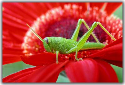 grasshopper.jpg