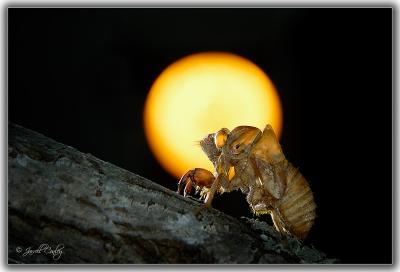 cicada.jpg