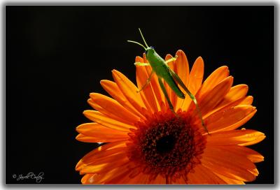 grasshopper-best.jpg