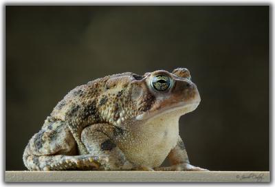 toad.jpg