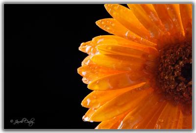 wet-flower.jpg