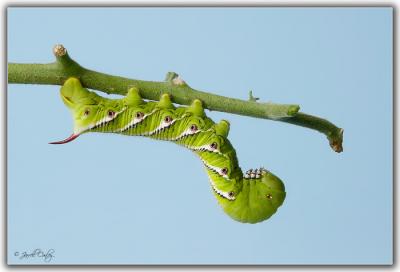 catapillar-3.jpg