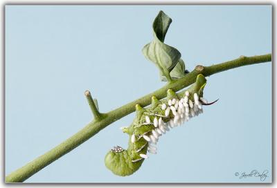 catapillar-2.jpg